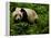 Giant Panda Family, Wolong China Conservation and Research Center for the Giant Panda, China-Pete Oxford-Framed Premier Image Canvas