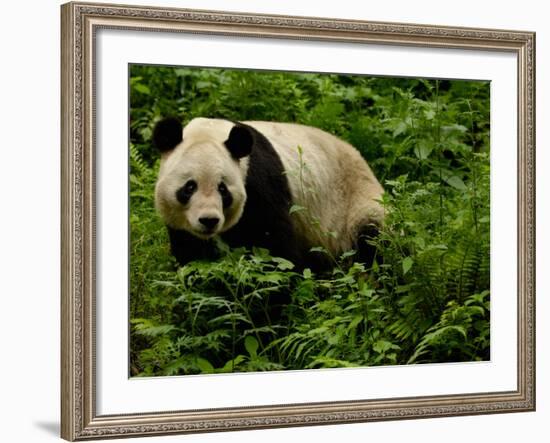 Giant Panda Family, Wolong China Conservation and Research Center for the Giant Panda, China-Pete Oxford-Framed Photographic Print