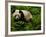 Giant Panda Family, Wolong China Conservation and Research Center for the Giant Panda, China-Pete Oxford-Framed Photographic Print