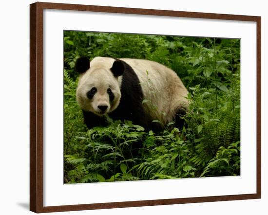 Giant Panda Family, Wolong China Conservation and Research Center for the Giant Panda, China-Pete Oxford-Framed Photographic Print