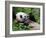 Giant Panda Feeding on Bamboo at Bifengxia Giant Panda Breeding and Conservation Center, China-Eric Baccega-Framed Photographic Print