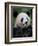 Giant Panda Feeding on Bamboo at Bifengxia Giant Panda Breeding and Conservation Center, China-Eric Baccega-Framed Photographic Print