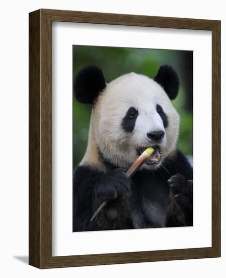 Giant Panda Feeding on Bamboo at Bifengxia Giant Panda Breeding and Conservation Center, China-Eric Baccega-Framed Photographic Print