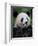 Giant Panda Feeding on Bamboo at Bifengxia Giant Panda Breeding and Conservation Center, China-Eric Baccega-Framed Photographic Print