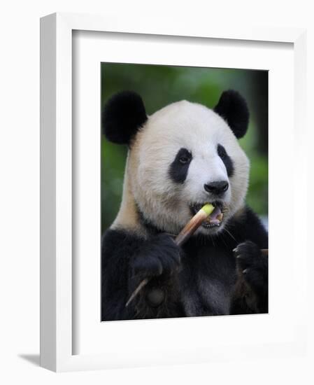 Giant Panda Feeding on Bamboo at Bifengxia Giant Panda Breeding and Conservation Center, China-Eric Baccega-Framed Photographic Print