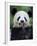 Giant Panda Feeding on Bamboo at Bifengxia Giant Panda Breeding and Conservation Center, China-Eric Baccega-Framed Photographic Print