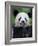 Giant Panda Feeding on Bamboo at Bifengxia Giant Panda Breeding and Conservation Center, China-Eric Baccega-Framed Photographic Print