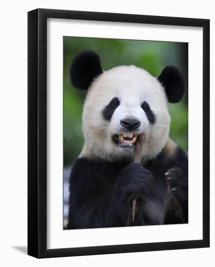 Giant Panda Feeding on Bamboo at Bifengxia Giant Panda Breeding and Conservation Center, China-Eric Baccega-Framed Photographic Print