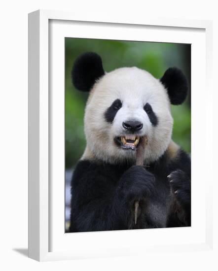 Giant Panda Feeding on Bamboo at Bifengxia Giant Panda Breeding and Conservation Center, China-Eric Baccega-Framed Photographic Print