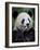 Giant Panda Feeding on Bamboo at Bifengxia Giant Panda Breeding and Conservation Center, China-Eric Baccega-Framed Photographic Print