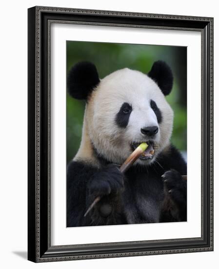 Giant Panda Feeding on Bamboo at Bifengxia Giant Panda Breeding and Conservation Center, China-Eric Baccega-Framed Photographic Print