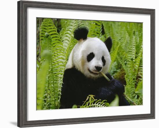 Giant Panda Feeding, Qionglai Mtns, Sichuan, China-Lynn M. Stone-Framed Photographic Print