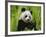 Giant Panda Feeding, Qionglai Mtns, Sichuan, China-Lynn M. Stone-Framed Photographic Print