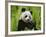 Giant Panda Feeding, Qionglai Mtns, Sichuan, China-Lynn M. Stone-Framed Photographic Print