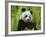 Giant Panda Feeding, Qionglai Mtns, Sichuan, China-Lynn M. Stone-Framed Photographic Print