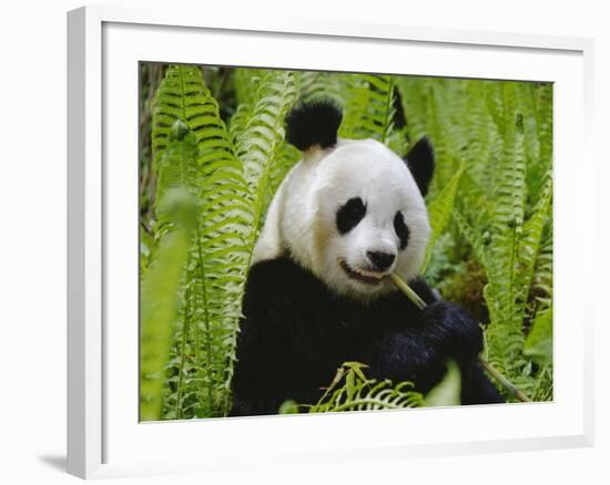 Giant Panda Feeding, Qionglai Mtns, Sichuan, China-Lynn M. Stone-Framed Photographic Print