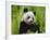 Giant Panda Feeding, Qionglai Mtns, Sichuan, China-Lynn M. Stone-Framed Photographic Print