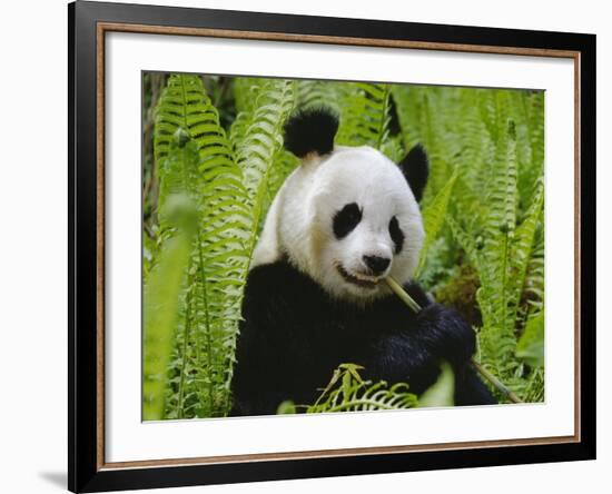 Giant Panda Feeding, Qionglai Mtns, Sichuan, China-Lynn M. Stone-Framed Photographic Print