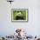 Giant Panda Feeding, Qionglai Mtns, Sichuan, China-Lynn M. Stone-Framed Photographic Print displayed on a wall
