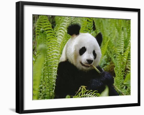 Giant Panda Feeding, Qionglai Mtns, Sichuan, China-Lynn M. Stone-Framed Photographic Print