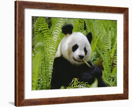 Giant Panda Feeding, Qionglai Mtns, Sichuan, China-Lynn M. Stone-Framed Photographic Print