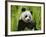 Giant Panda Feeding, Qionglai Mtns, Sichuan, China-Lynn M. Stone-Framed Photographic Print