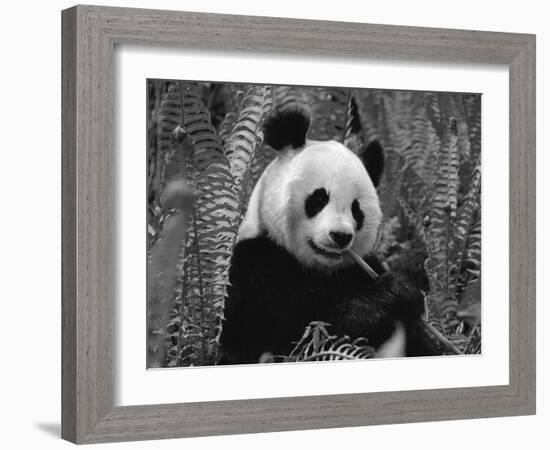 Giant Panda Feeding, Qionglai Mtns, Sichuan, China-Lynn M. Stone-Framed Photographic Print