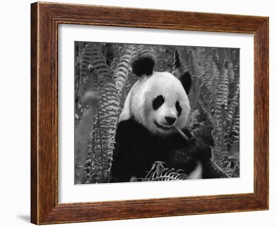 Giant Panda Feeding, Qionglai Mtns, Sichuan, China-Lynn M. Stone-Framed Photographic Print