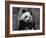 Giant Panda Feeding, Qionglai Mtns, Sichuan, China-Lynn M. Stone-Framed Photographic Print