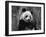 Giant Panda Feeding, Qionglai Mtns, Sichuan, China-Lynn M. Stone-Framed Photographic Print