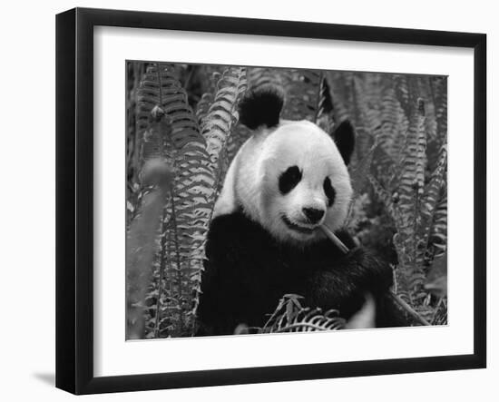 Giant Panda Feeding, Qionglai Mtns, Sichuan, China-Lynn M. Stone-Framed Photographic Print