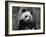 Giant Panda Feeding, Qionglai Mtns, Sichuan, China-Lynn M. Stone-Framed Photographic Print