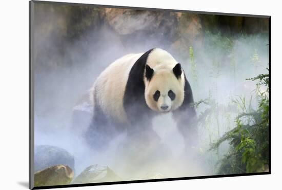 Giant panda female, Huan Huan, out in her enclosure in mist, captive at Beauval Zoo-Eric Baccega-Mounted Photographic Print