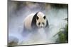 Giant panda female, Huan Huan, out in her enclosure in mist, captive at Beauval Zoo-Eric Baccega-Mounted Photographic Print