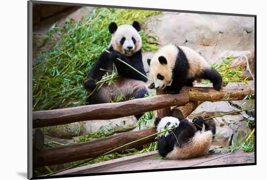 Giant panda, Huan Huan, eating bamboo watching her twin cubs-Eric Baccega-Mounted Photographic Print