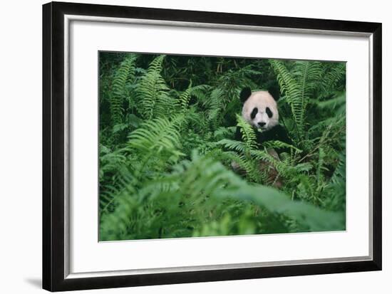 Giant Panda in Forest-DLILLC-Framed Photographic Print