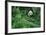 Giant Panda in Forest-DLILLC-Framed Photographic Print