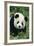 Giant Panda in Grass-DLILLC-Framed Photographic Print