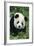 Giant Panda in Grass-DLILLC-Framed Photographic Print