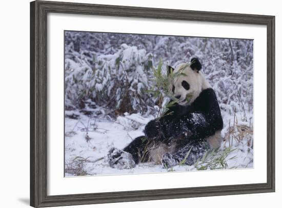 Giant Panda in Snow-DLILLC-Framed Photographic Print