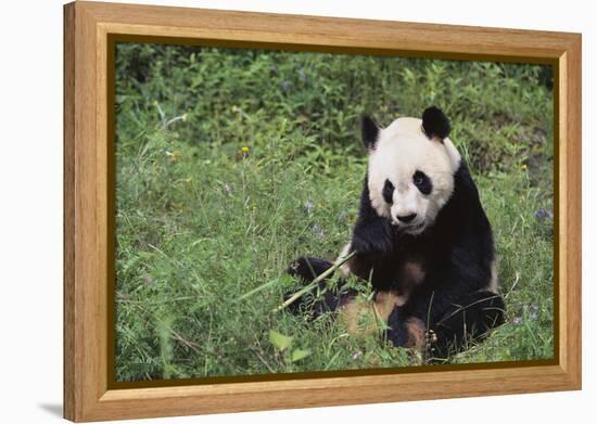 Giant Panda in the Forest-DLILLC-Framed Premier Image Canvas