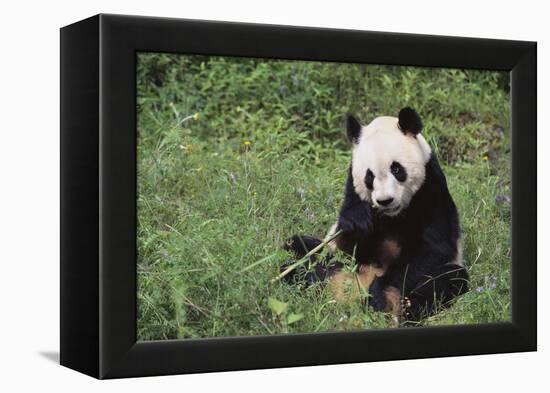 Giant Panda in the Forest-DLILLC-Framed Premier Image Canvas