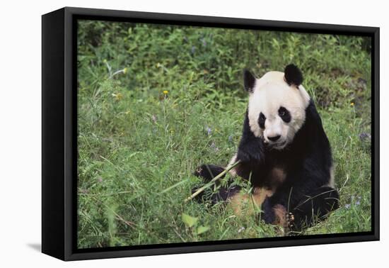 Giant Panda in the Forest-DLILLC-Framed Premier Image Canvas