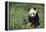 Giant Panda in the Forest-DLILLC-Framed Premier Image Canvas