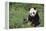 Giant Panda in the Forest-DLILLC-Framed Premier Image Canvas