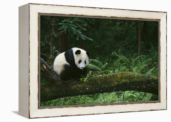 Giant Panda in the Forest-DLILLC-Framed Premier Image Canvas