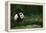 Giant Panda in the Forest-DLILLC-Framed Premier Image Canvas