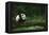 Giant Panda in the Forest-DLILLC-Framed Premier Image Canvas