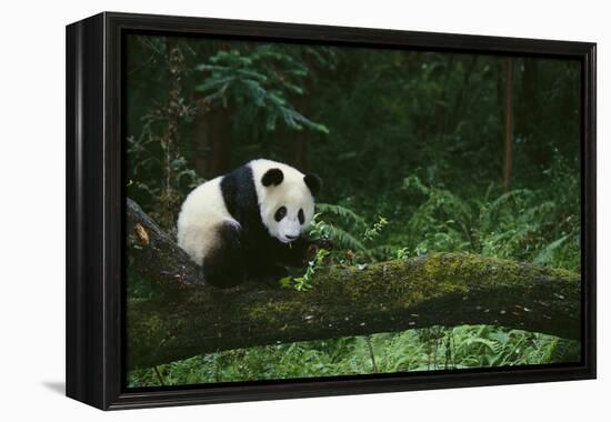 Giant Panda in the Forest-DLILLC-Framed Premier Image Canvas