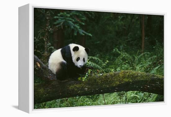 Giant Panda in the Forest-DLILLC-Framed Premier Image Canvas